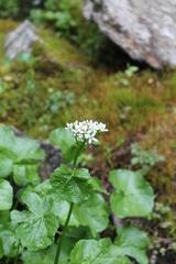 Cardamine asarifolia