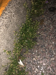Sagina japonica