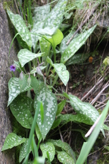 Pulmonaria saccharata