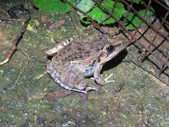 Ptychadena anchietae