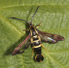 Synanthedon bibionipennis