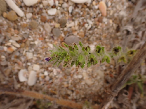 Image of Echium arenarium by (c) Franck Cabot, some rights reserved (CC BY)