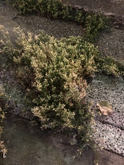 Sagina japonica