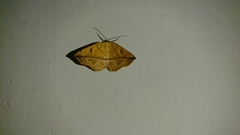 Entomopteryx rubridisca