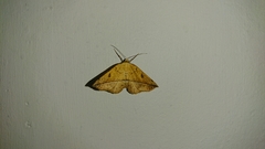 Entomopteryx rubridisca