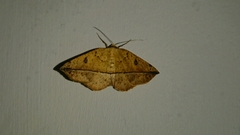 Entomopteryx rubridisca