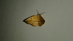 Entomopteryx rubridisca