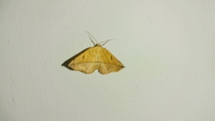 Entomopteryx rubridisca