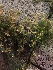 Sagina japonica