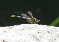 Gomphus pulchellus