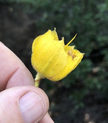 Fremontodendron californicum