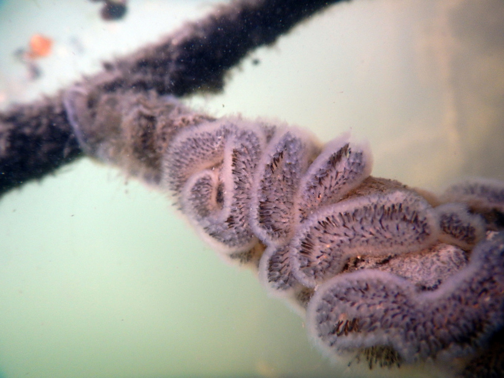 Cristatella mucedo