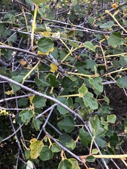 Fremontodendron californicum
