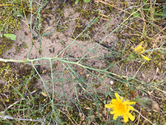 Asparagus prostratus