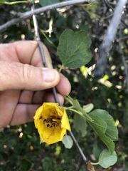 Fremontodendron californicum