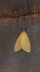 Pareuchaetes aurata