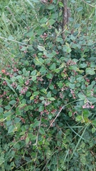 Cotoneaster dielsianus