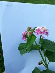Lantana
