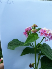 Lantana