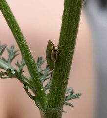 Aphrodinae