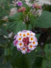 Lantana