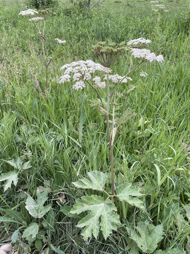 common cowparsnip