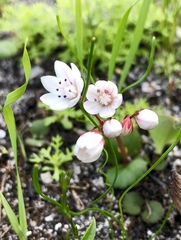 Crassula capensis capensis