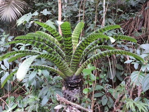 Vriesea hieroglyphica, photograph 5