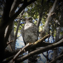 Accipiter chilensis
