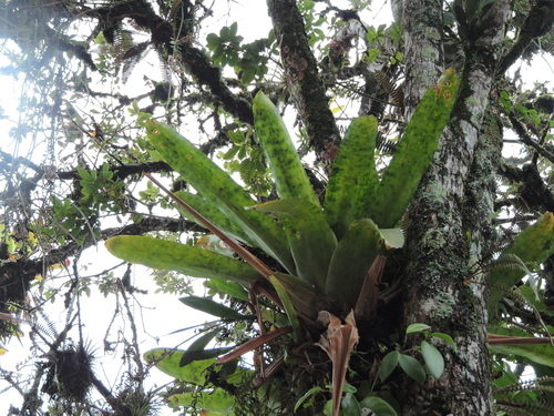 Edmundoa lindenii, photograph 1