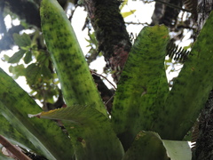 Edmundoa lindenii