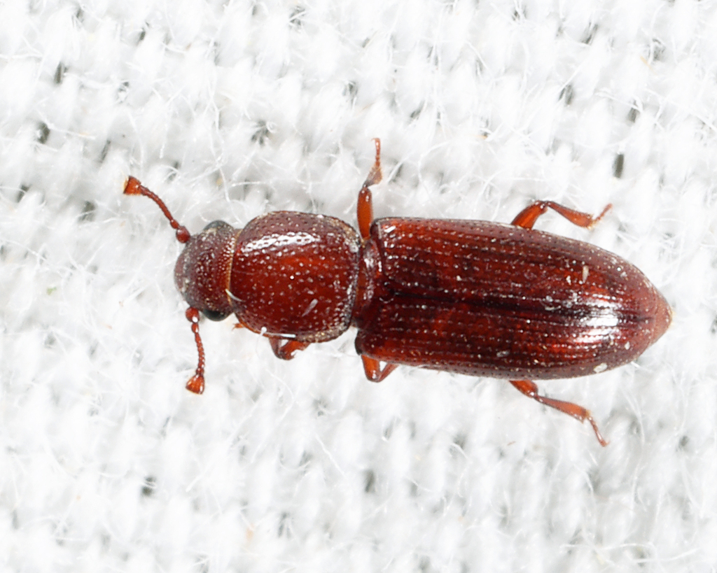 Rhizophagus brunneus