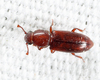 Rhizophagus brunneus - Photo (c) Tom Murray, some rights reserved (CC BY-NC), uploaded by Tom Murray
