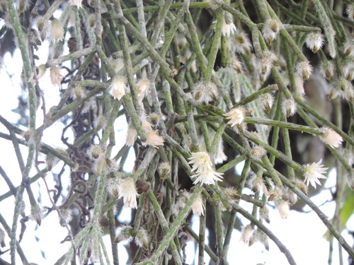 Rhipsalis pilocarpa (Rhipsalis pilocarpa)