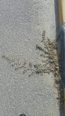 Tribulus terrestris