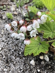 Crassula capensis capensis
