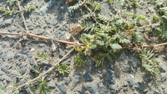Tribulus terrestris