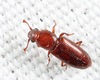 Rhizophagus brunneus brunneus - Photo (c) Tom Murray, some rights reserved (CC BY-NC), uploaded by Tom Murray