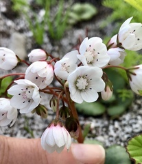 Crassula capensis capensis