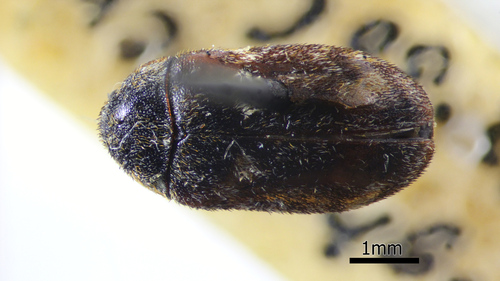 Megatoma variegata