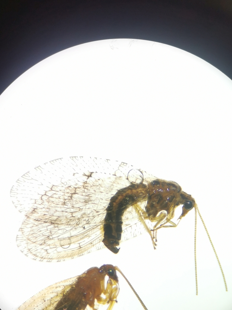 Wesmaelius malladai
