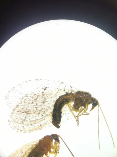 Wesmaelius malladai