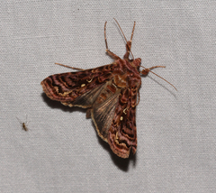 Autographa mappa