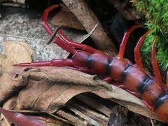 Scolopendra dehaani