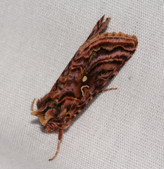 Autographa mappa