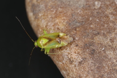 Neolygus viridis