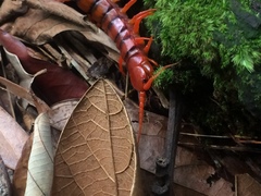 Scolopendra dehaani