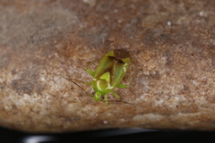 Neolygus viridis