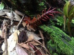 Scolopendra dehaani