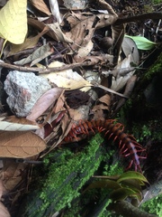 Scolopendra dehaani
